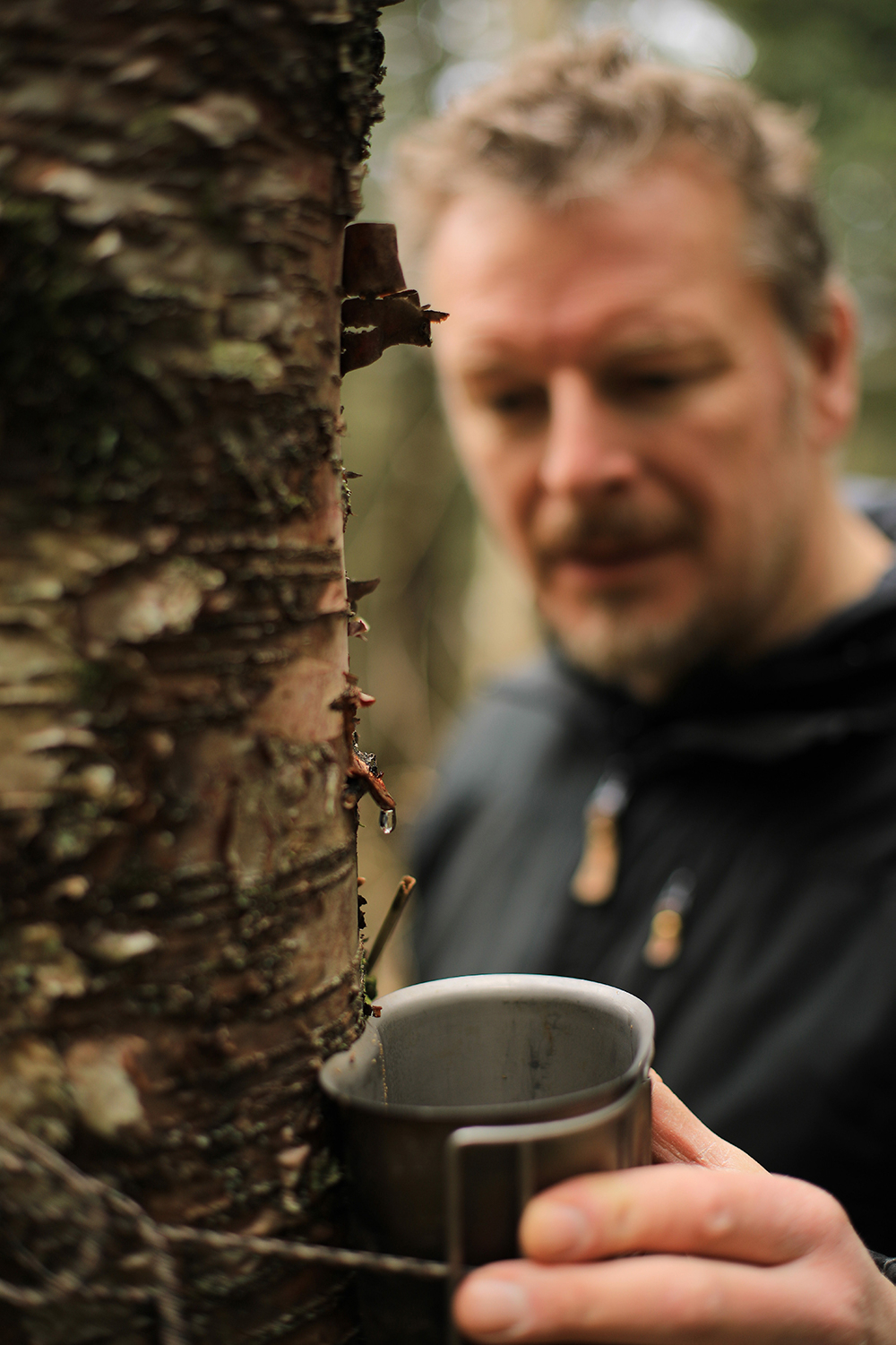 Chris Morgan collecting sap from tree